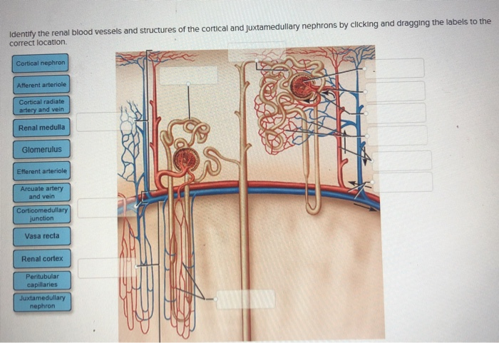 Solved: Identify The Renal Blood Vessels And Structures Of ...