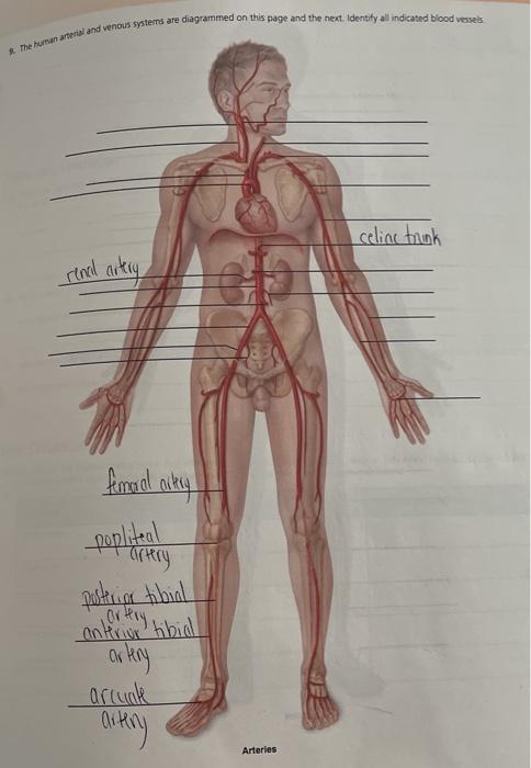 human venous system anatomy