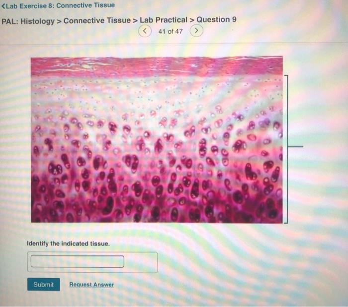Solved Connective Tissue > Lab Practical > Question 9