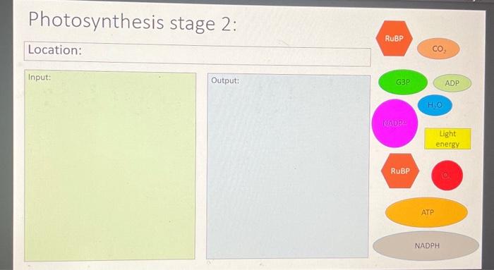 Solved Photosynthesis Stage 2 : | Chegg.com