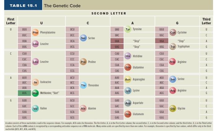Solved Part 1: Transcribe a small fragment of DNA (3 pts) | Chegg.com
