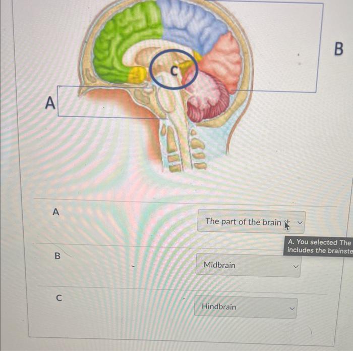 Solved B A A The Part Of The Brain A. You Selected The B | Chegg.com