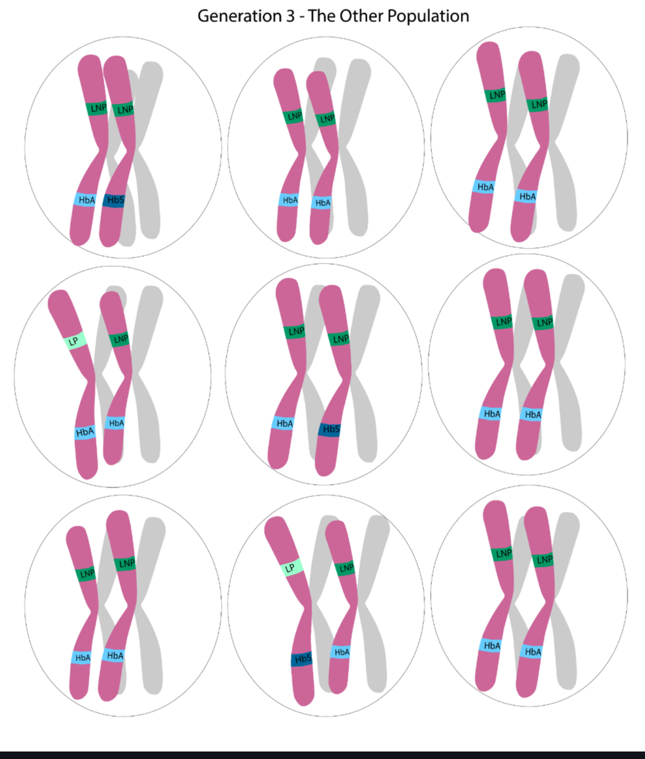 Solved 1- ﻿Does Generation 3 ﻿show variation in genotype or | Chegg.com