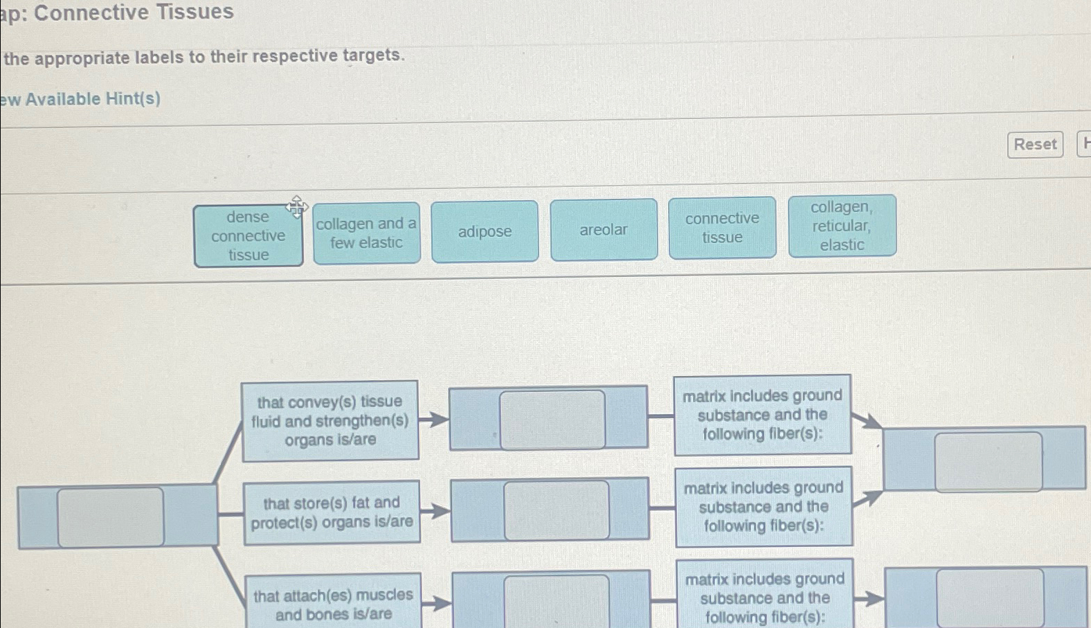 Solved Connective Tissuesthe Appropriate Labels To Their 