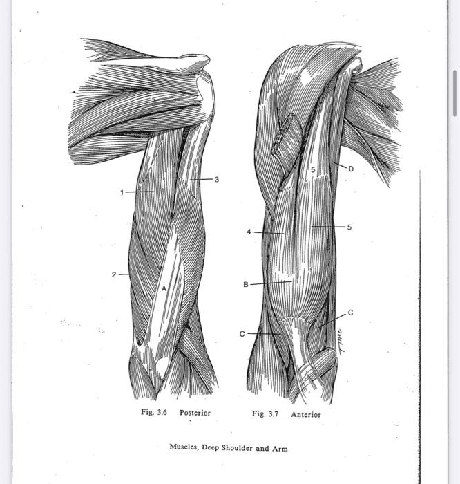 Solved Identify the muscle, its origin, insertion, action