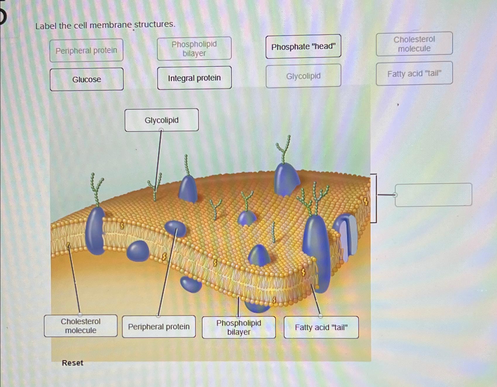 Solved Label the cell membrane structures.Phosphate