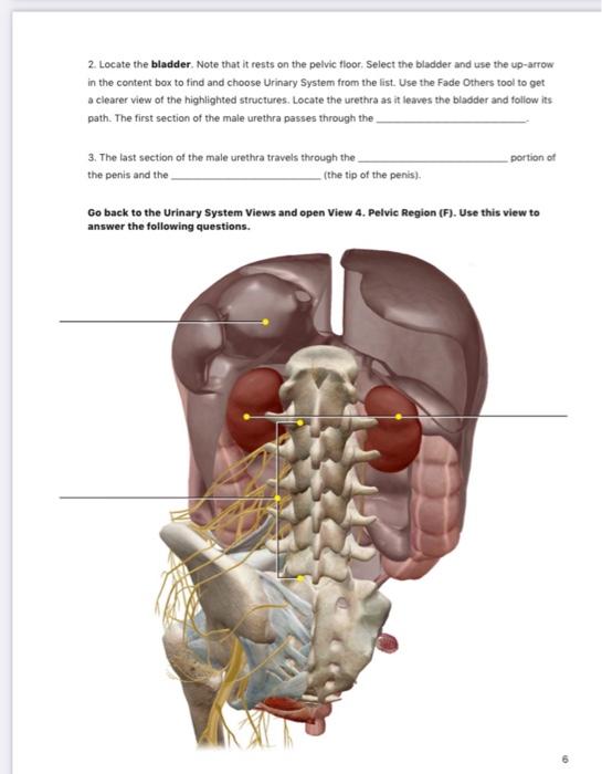 Solved B. Urinary System Overview In The Urinary System | Chegg.com