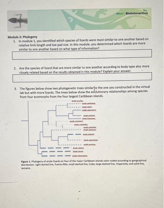 Module 2: Phylogeny
1. In module 1, you identified which species of lizards were most similar to one another based on relativ