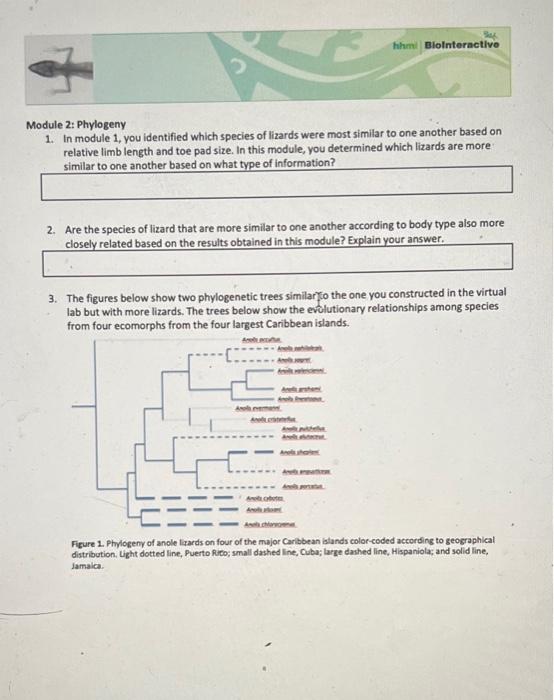 solved-lizard-evolution-virtual-lab-answer-the-following-chegg