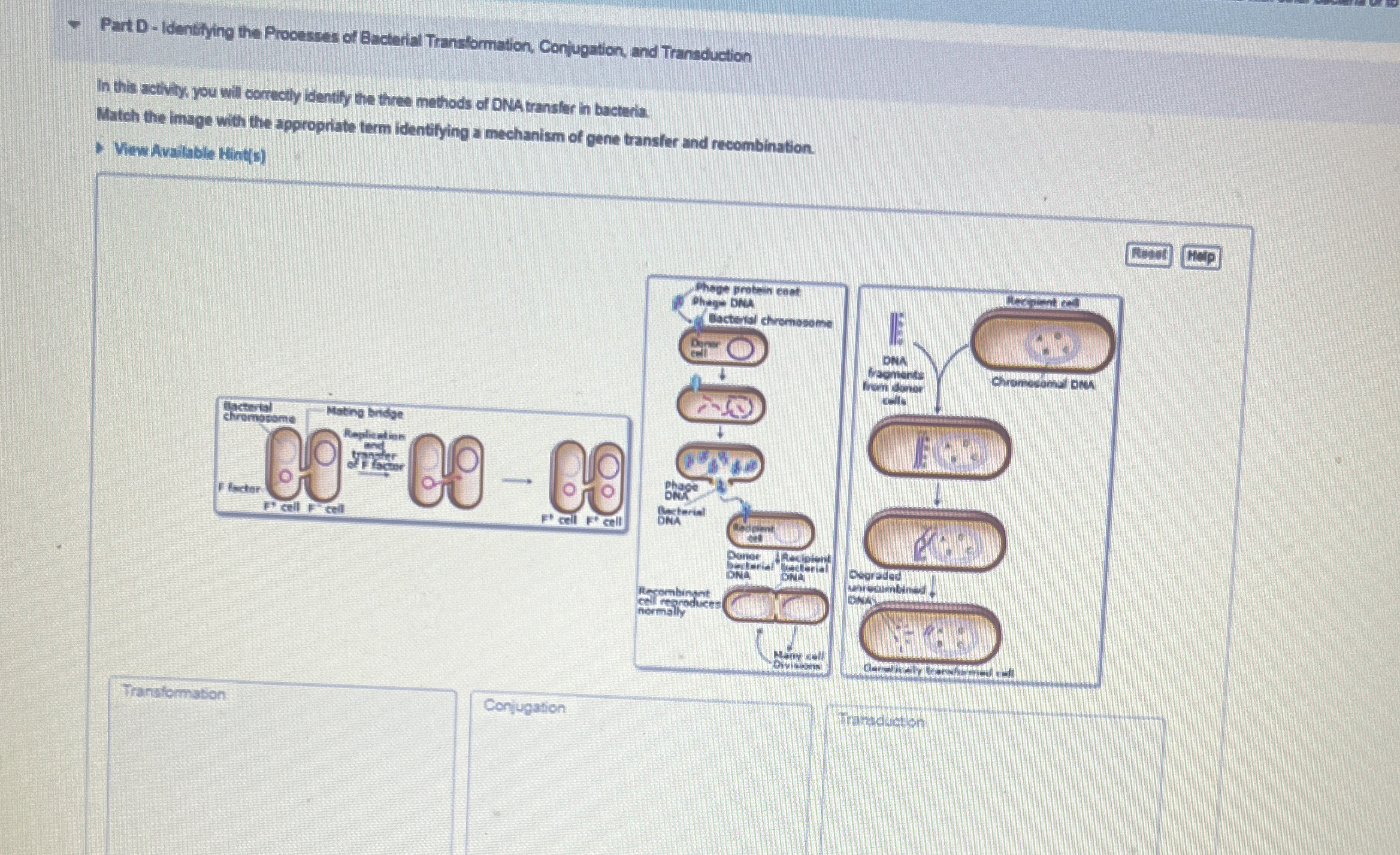 Solved Part D = ﻿Identitying the Procesces of Bacterial | Chegg.com
