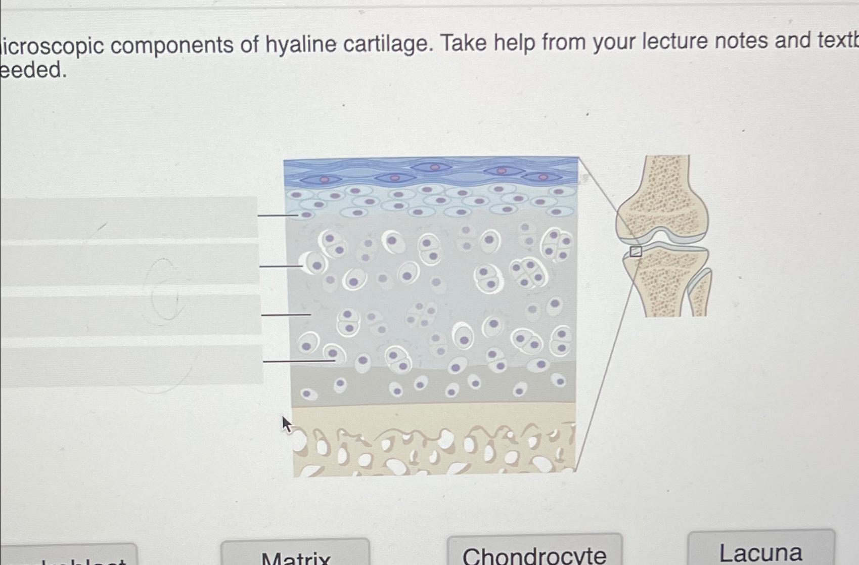 Solved icroscopic components of hyaline cartilage. Take help