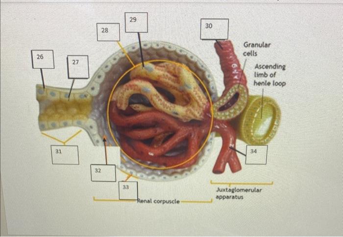 Solved 4. Major calyx 5. renal cortex Kidney Model | Chegg.com