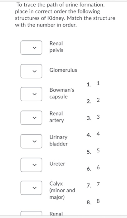 Solved To trace the path of urine formation, place in | Chegg.com