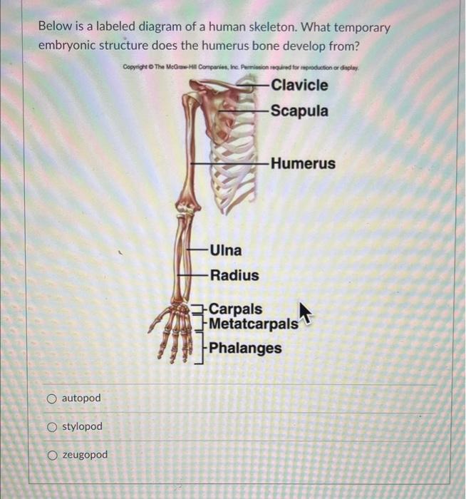 Humerus Bone (Lesson) – Human Bio Media