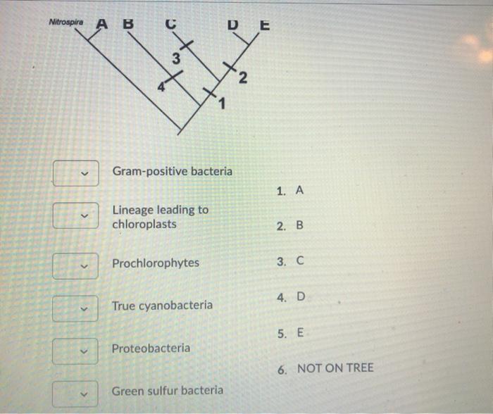 Solved Which of the following correctly depicts the | Chegg.com