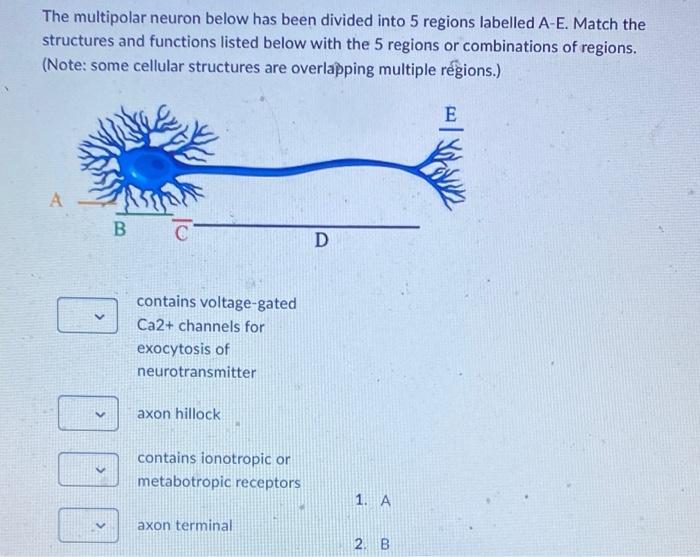 Solved The multipolar neuron below has been divided into 5 | Chegg.com