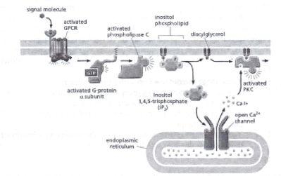 Solved a) the expression of a constitutively active | Chegg.com