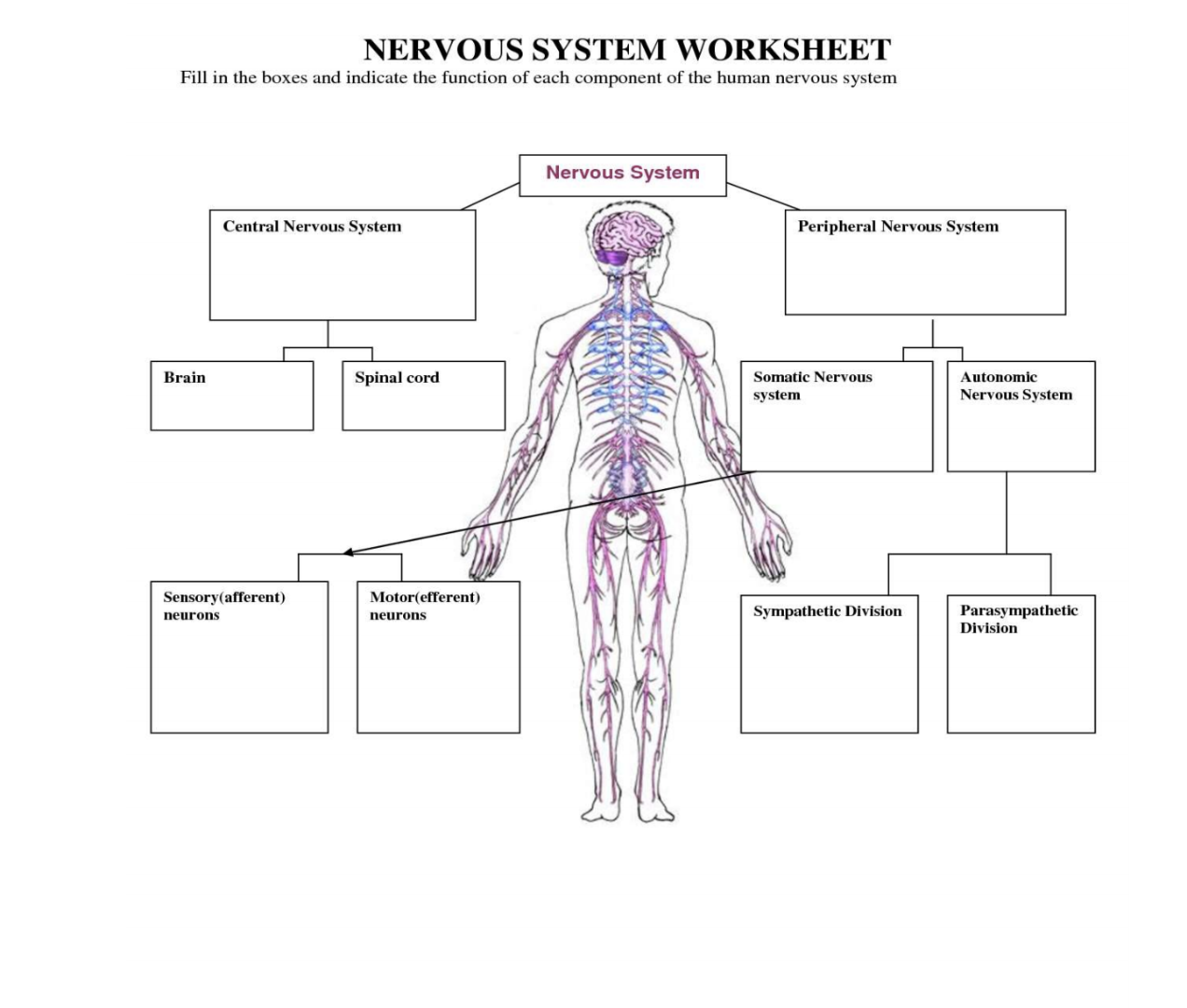 Solved NERVOUS SYSTEM WORKSHEET Fill in the boxes and Chegg com