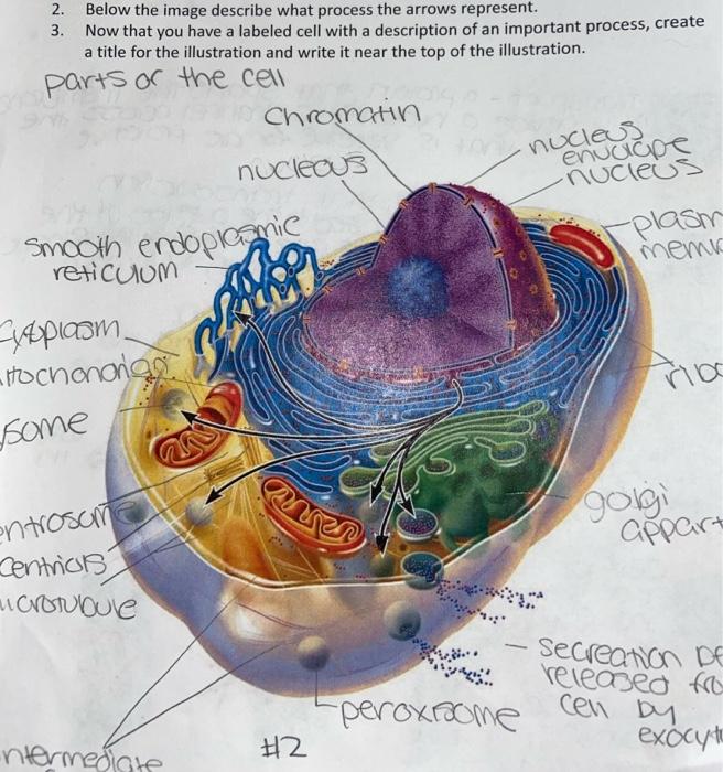 Solved 2. Below the image describe what process the arrows | Chegg.com ...