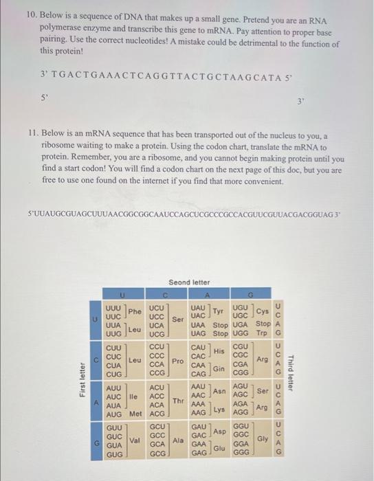 Solved 10. Below is a sequence of DNA that makes up a small | Chegg.com