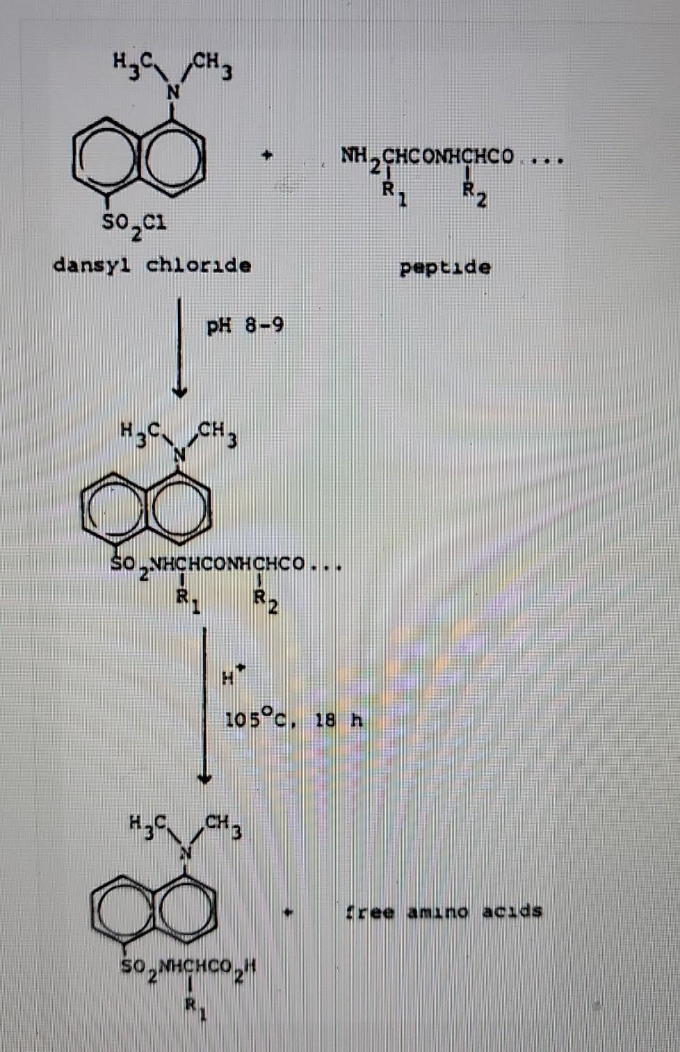 Solved another sequencing approach uses labeling of the | Chegg.com