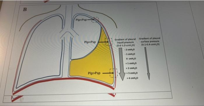 Solved Why must the pressure of the pleural space remain | Chegg.com