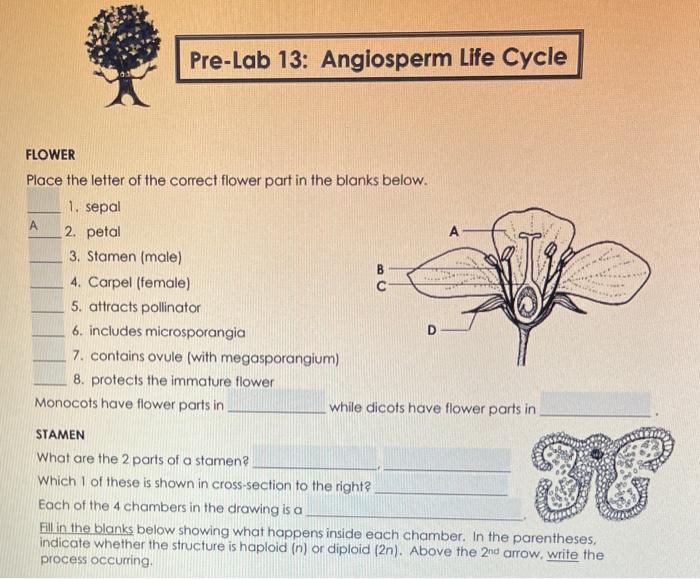 Solved Pre-Lab 13: Angiosperm Life Cycle FLOWER Place the | Chegg.com