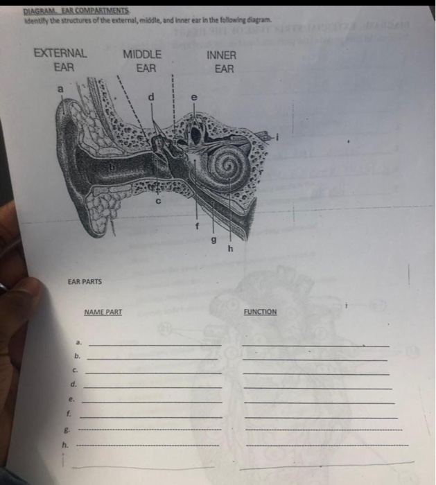 Solved DIAGRAM EAR COMPARTMENTS adentily the structures of | Chegg.com