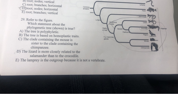 Solved B) Root; Nodes; Vertical C) Root; Branches; | Chegg.com