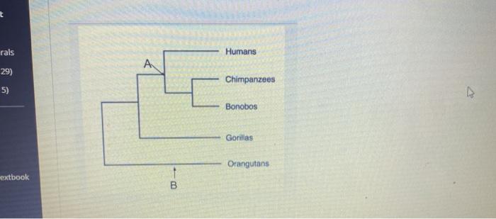 Solved Letter B In The Phylogenetic Tree Above Is | Chegg.com