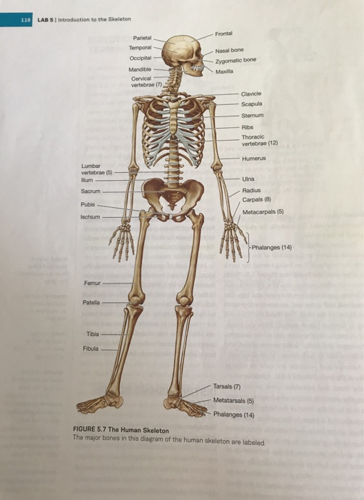 Major Bones In The Human Body Diagram - 10 Amazing Facts About The