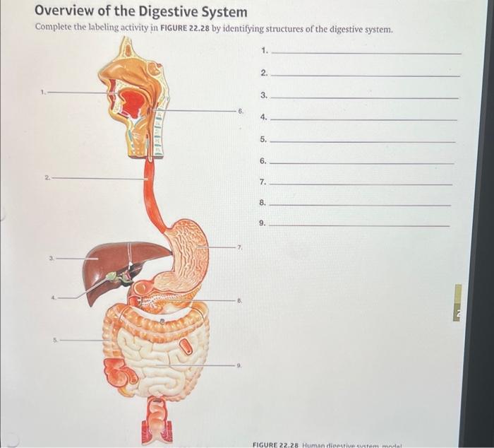 digestive system labeled model