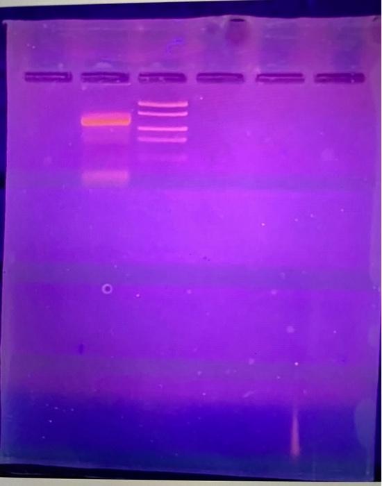 Solved 11. On your own, construct a standard curve using the