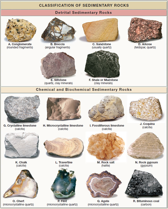 Solved: Carefully examine the common sedimentary rocks shown in ...