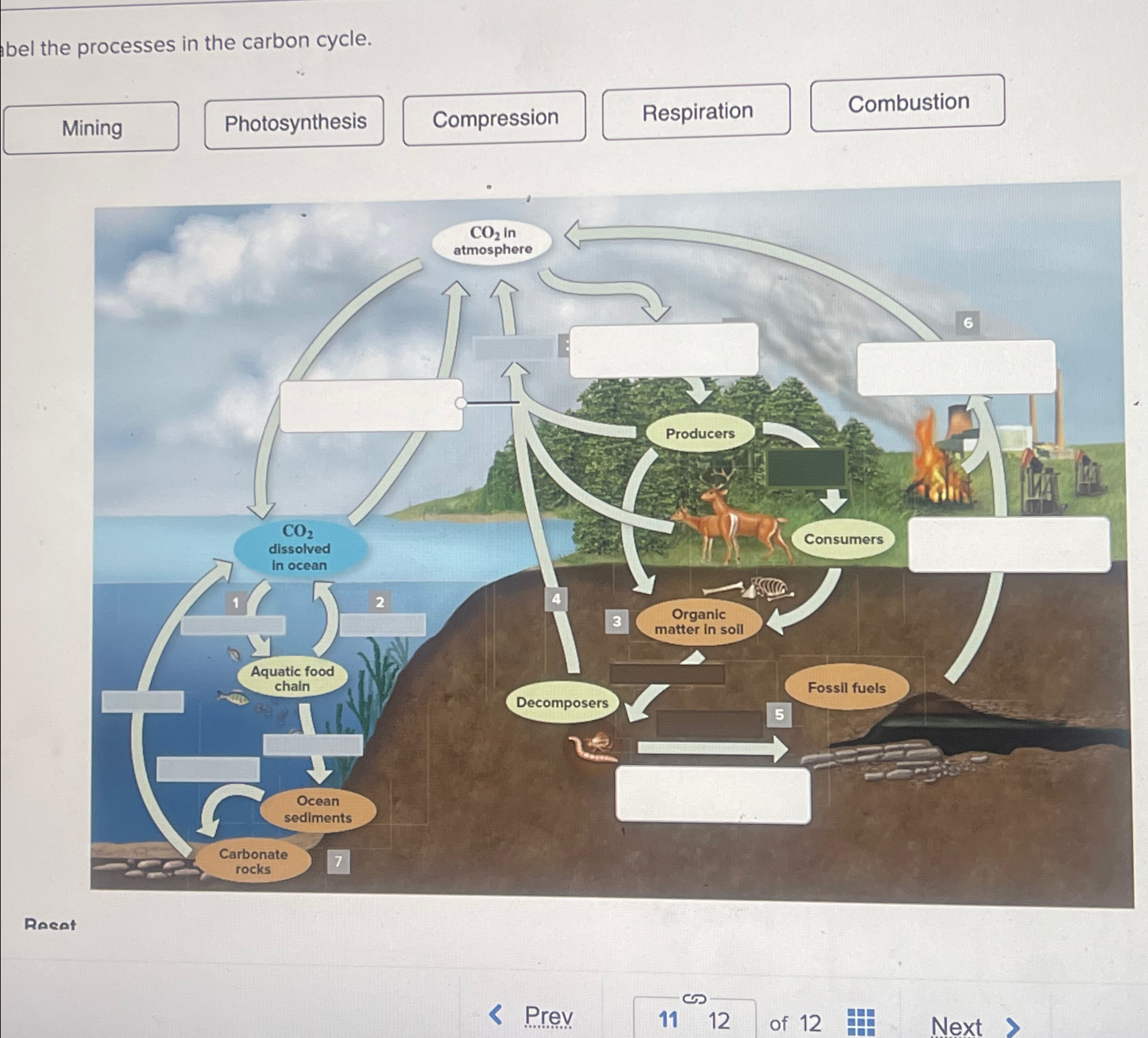 Solved bel the processes in the carbon cycle.Recat | Chegg.com