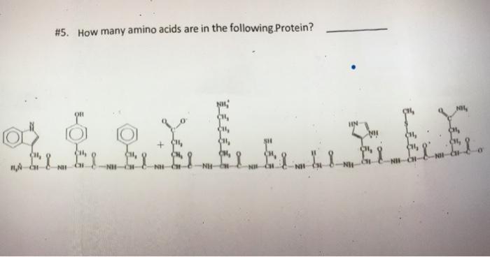Solved #5. How many amino acids are in the following | Chegg.com
