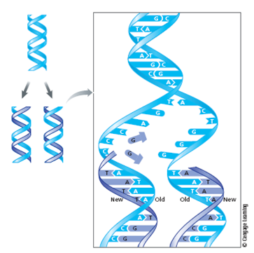 Solved: How does DNA replication occur in a precise manner to ensu ...