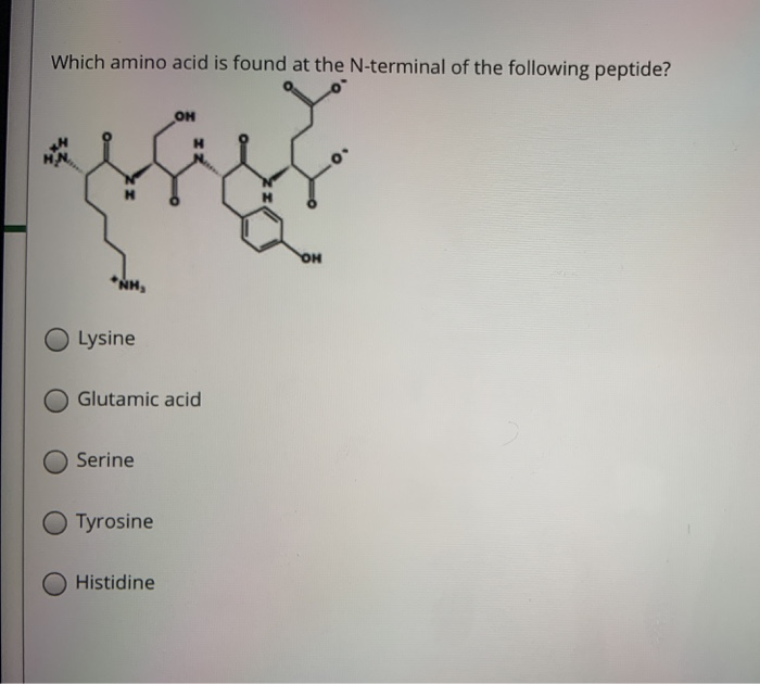 Solved Which amino acid is found at the N-terminal of the | Chegg.com