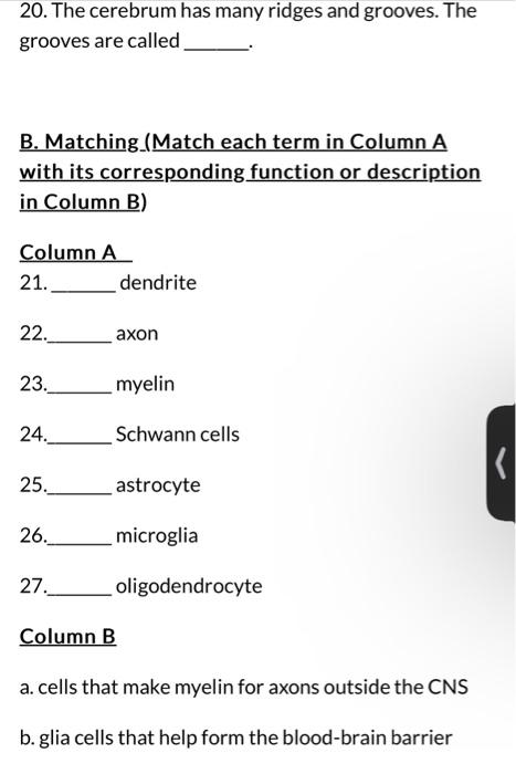 Solved 20. The cerebrum has many ridges and grooves. | Chegg.com