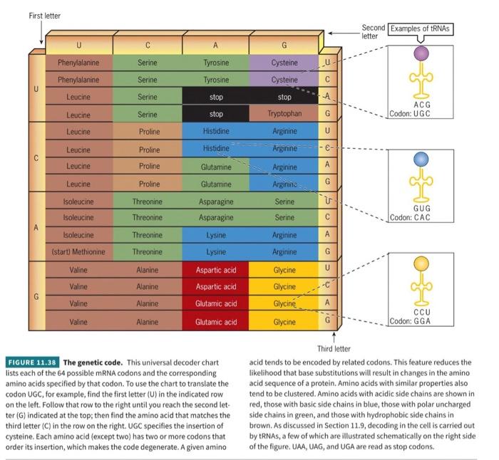 Solved The mRNA specifying the a chain of human hemoglobin | Chegg.com