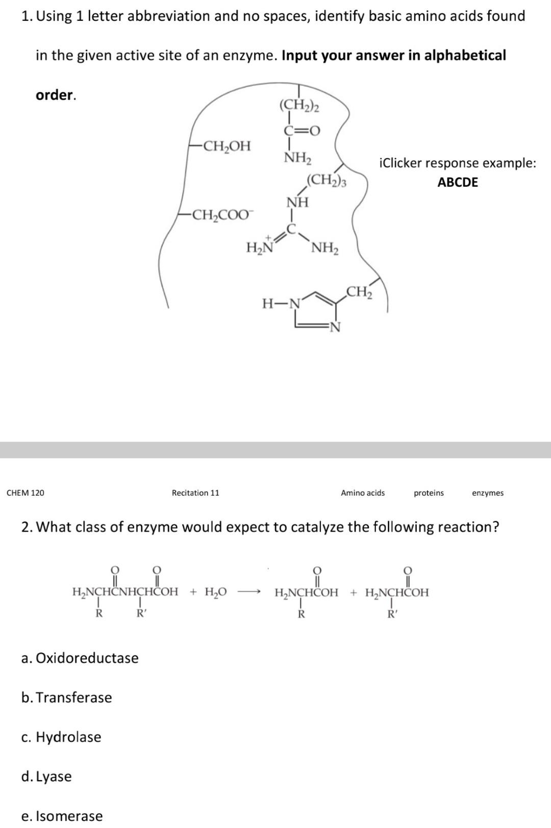 basic amino acids examples