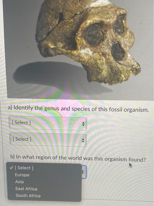 Solved a) Identify the genus and species of this fossil | Chegg.com