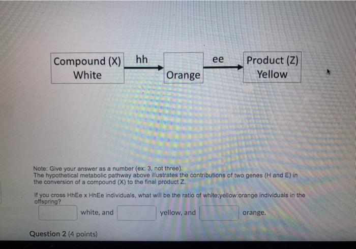 hh ee Compound (X) White Product (Z) Yellow Orange Note: Give your answer as a number (ex:3, not three). The hypothetical met