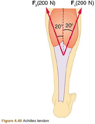 Solved Two Muscles In The Back Of The Leg Pull Upward On The A Chegg Com