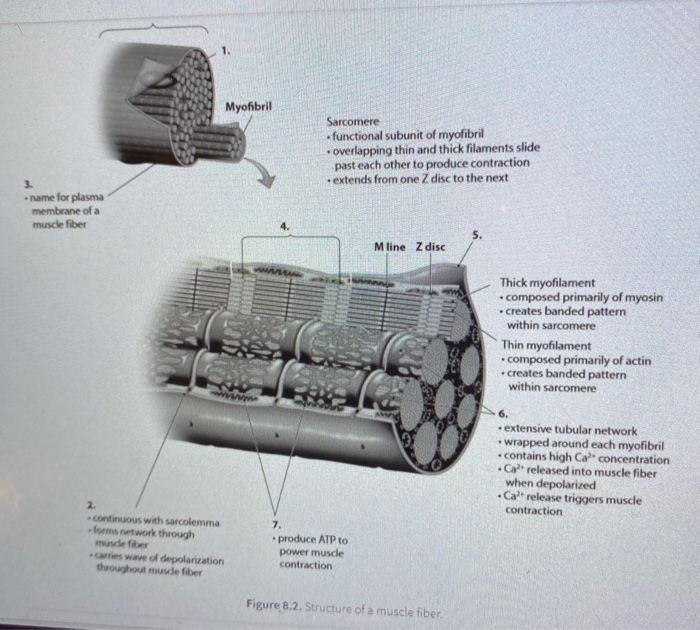 Solved Myofibril Sarcomere functional subunit of myofibril | Chegg.com