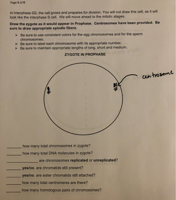 Solved Page 5 of 9 In Interphase G2, the cell grows and | Chegg.com