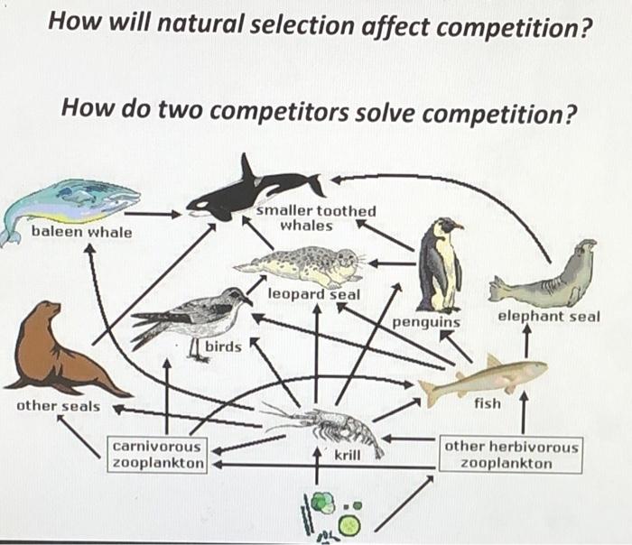 Solved How Will Natural Selection Affect Competition? How Do | Chegg.com