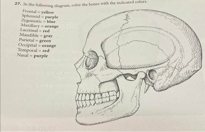 Solved 27. In the following diagram, color the bones with | Chegg.com