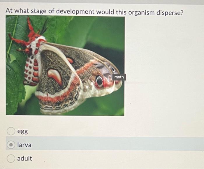 At what stage of development would this organism disperse?
egg
larva
adult