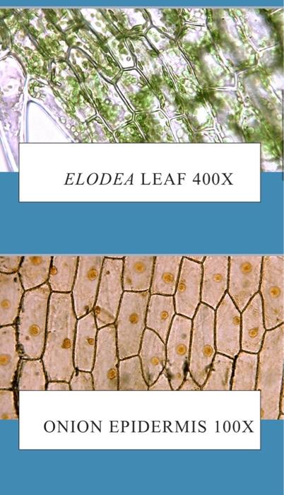 elodea cell 100x